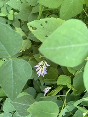 Amphicarpaea bracteata