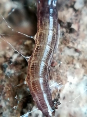 Keroplatidae