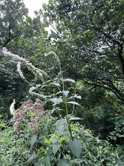 Agastache scrophulariifolia