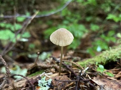 Mycena galopus