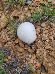 Calvatia booniana