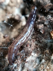 Keroplatidae