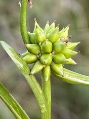 Sparganium