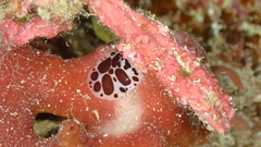 Peltodoris atromaculata
