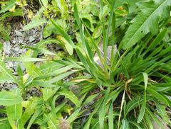 Allium nutans