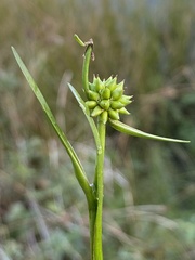 Sparganium