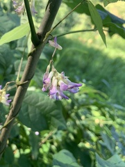 Amphicarpaea bracteata