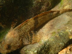 Cottus