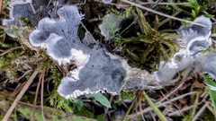 Peltigera