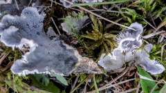 Peltigera