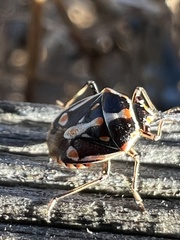 Bagrada hilaris