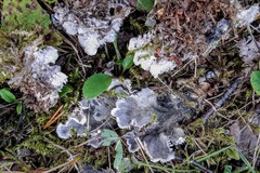 Peltigera