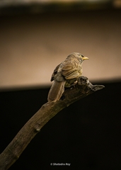 Argya striata
