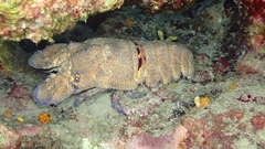 Scyllarides latus
