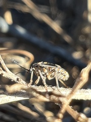 Bagrada hilaris
