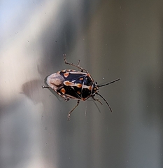 Bagrada hilaris