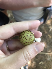 Amphibolips