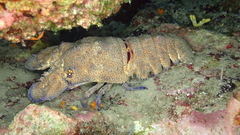 Scyllarides latus