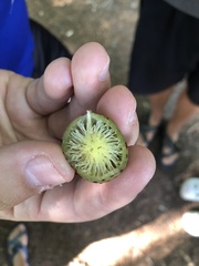 Amphibolips