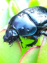 Geotrupes spiniger