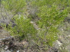 Dodonaea viscosa