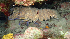 Scyllarides latus