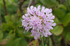 Scabiosa nitens