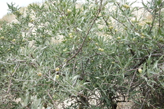 Pyrus salicifolia
