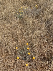Eschscholzia californica