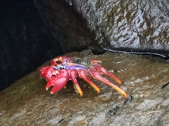 Grapsus adscensionis