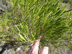 Dodonaea viscosa