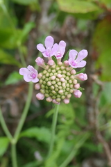 Scabiosa nitens