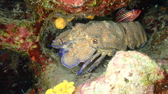 Scyllarides latus
