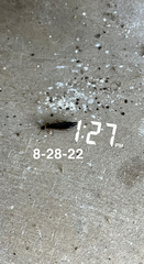 Euborellia annulipes