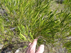 Dodonaea viscosa