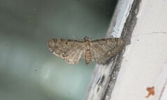 Eupithecia absinthiata