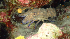 Scyllarides latus