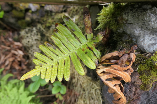 Polypodium macaronesicum, photograph 3