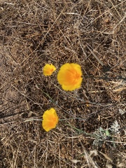 Eschscholzia californica