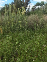 Asclepias subverticillata