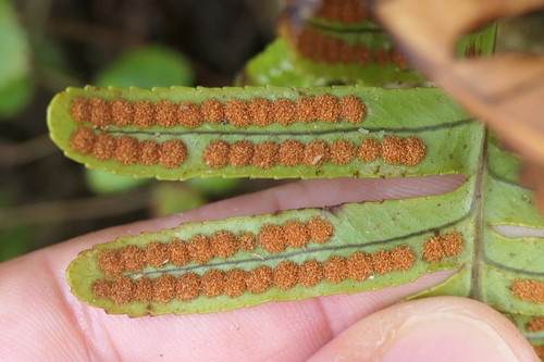 Polypodium macaronesicum, photograph 4