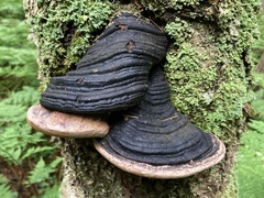 Phellinus