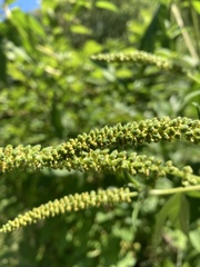 Ambrosia trifida