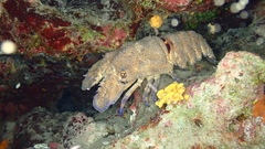 Scyllarides latus
