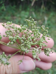 Kadenia dubia