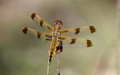 Libellula semifasciata