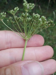 Kadenia dubia