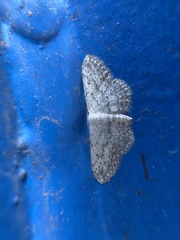 Idaea seriata