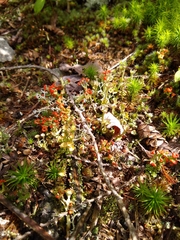 Cladonia cristatella