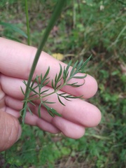 Kadenia dubia